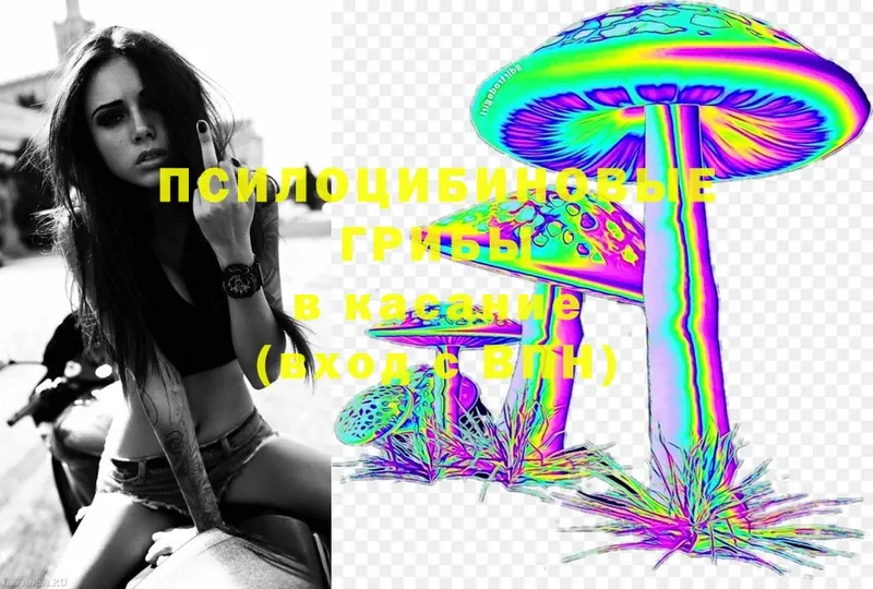 hydra tor  Кирсанов  Псилоцибиновые грибы Psilocybe 